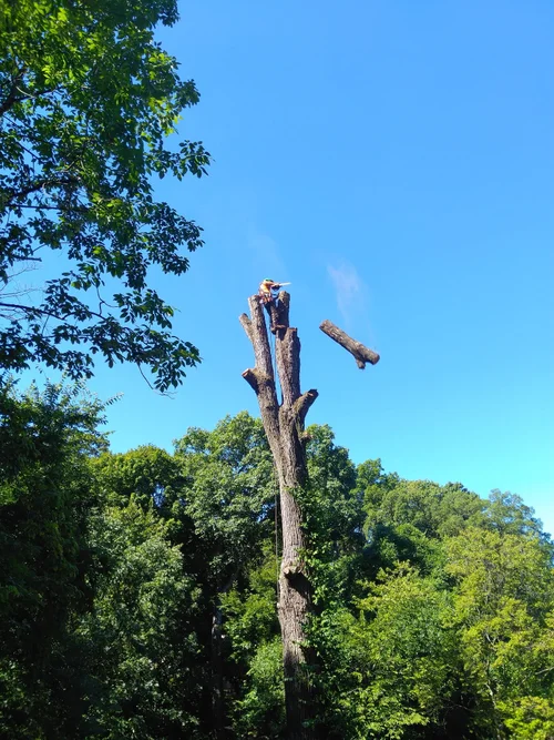 Tree removal work by Alchemy Tree